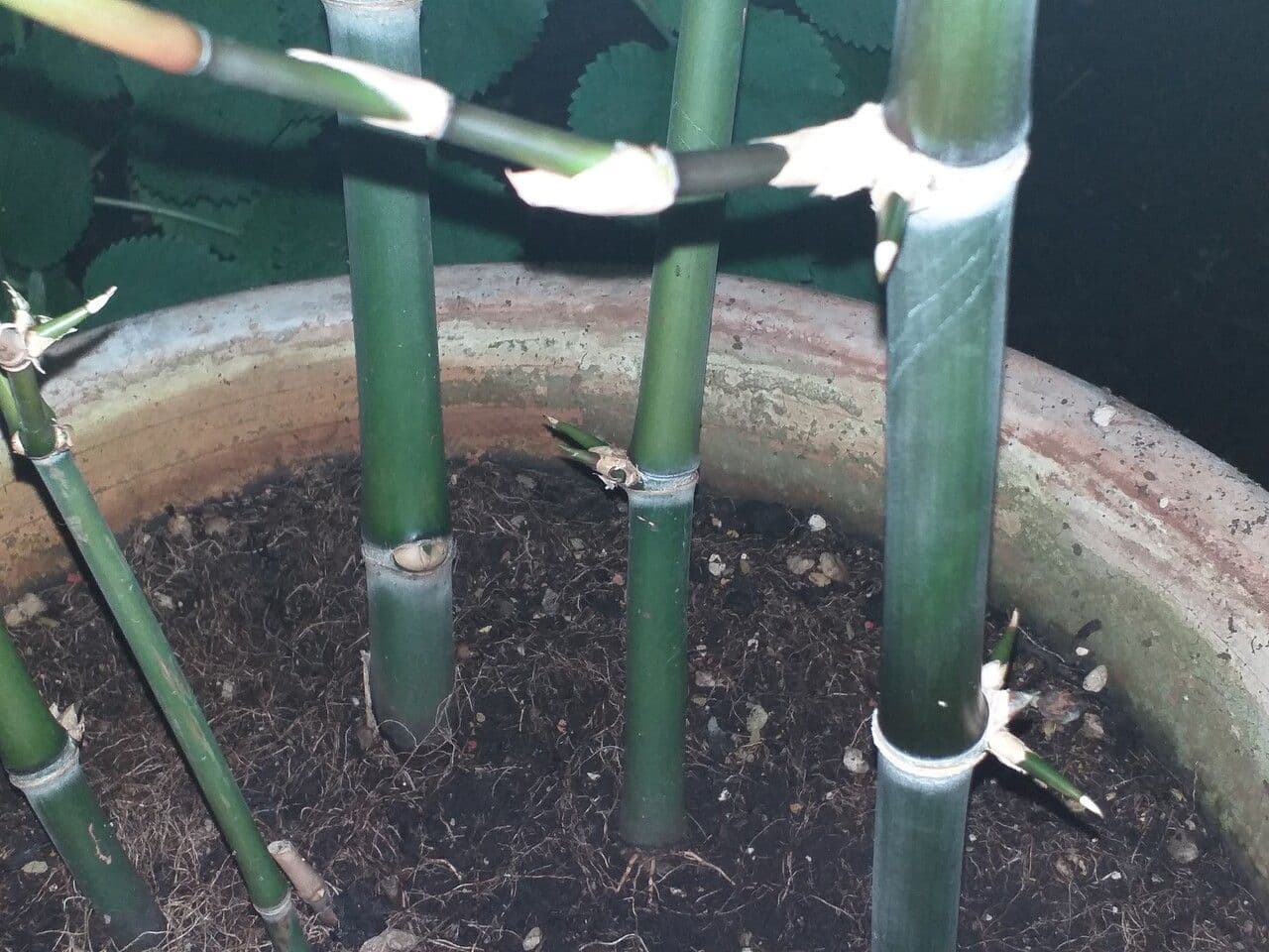 Guadua angustifolia 5