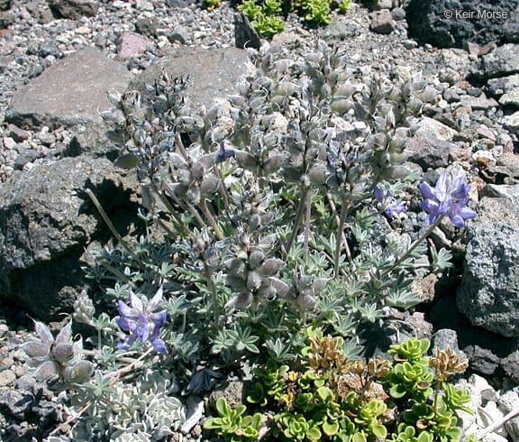 Donner See Lupine 8