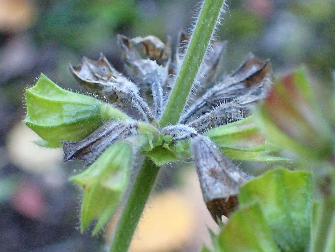 Salvia