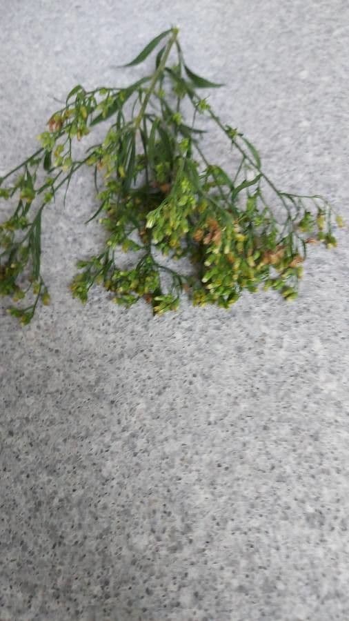 Senecio dei boschi