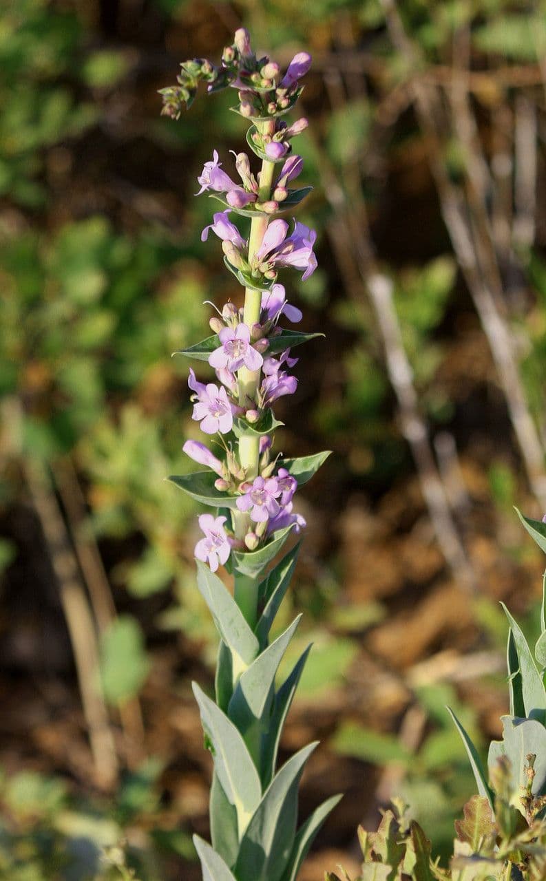 Penstemon 6