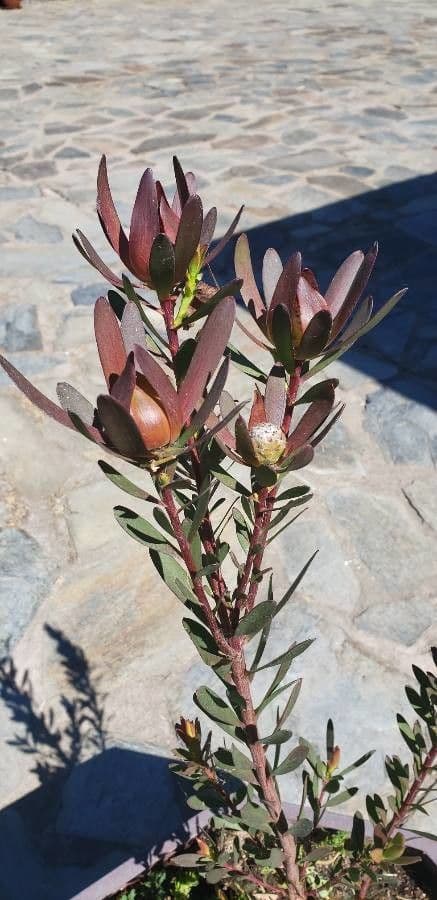 Leucadendron 14