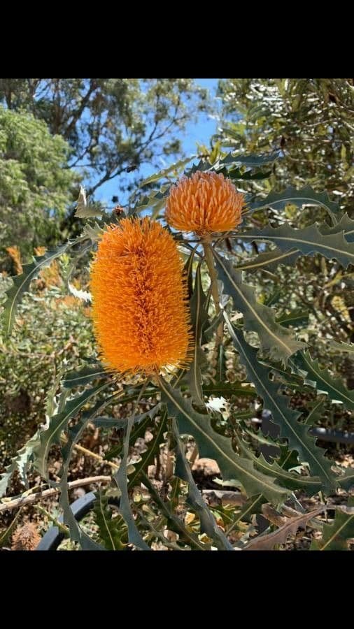 Banksia 4