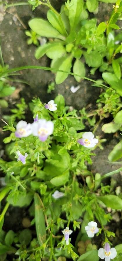Mazus pumilus 8
