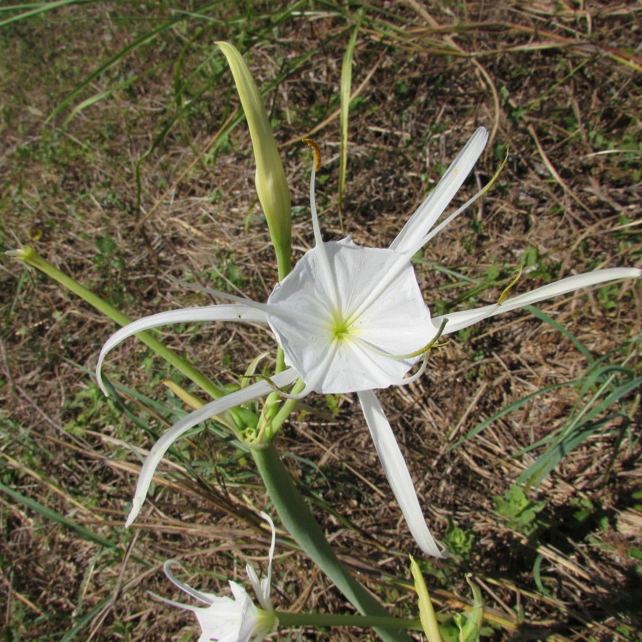 Hymenocallis 4