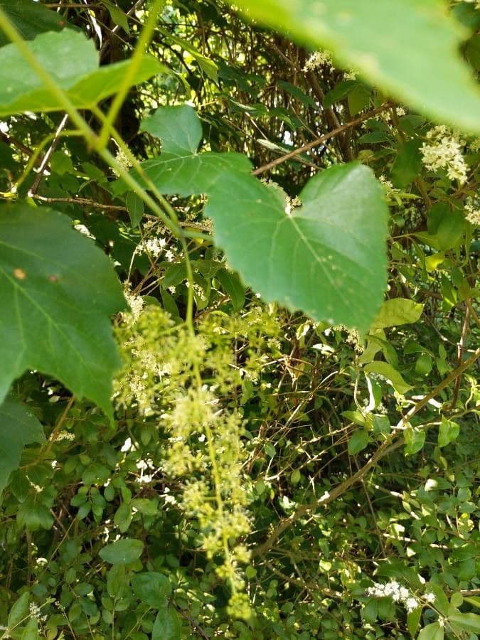Vite rotondifolia 6