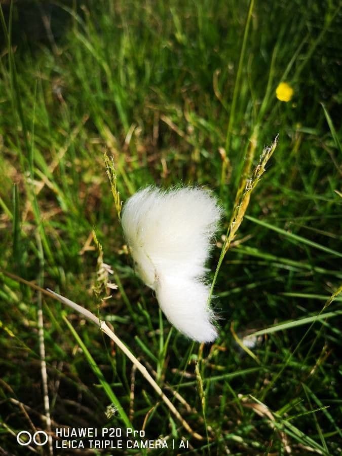 Suchopýr Scheuchzerův 20