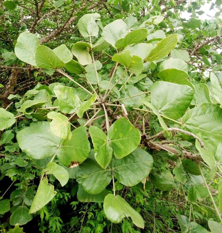 Eritrina abissina 10
