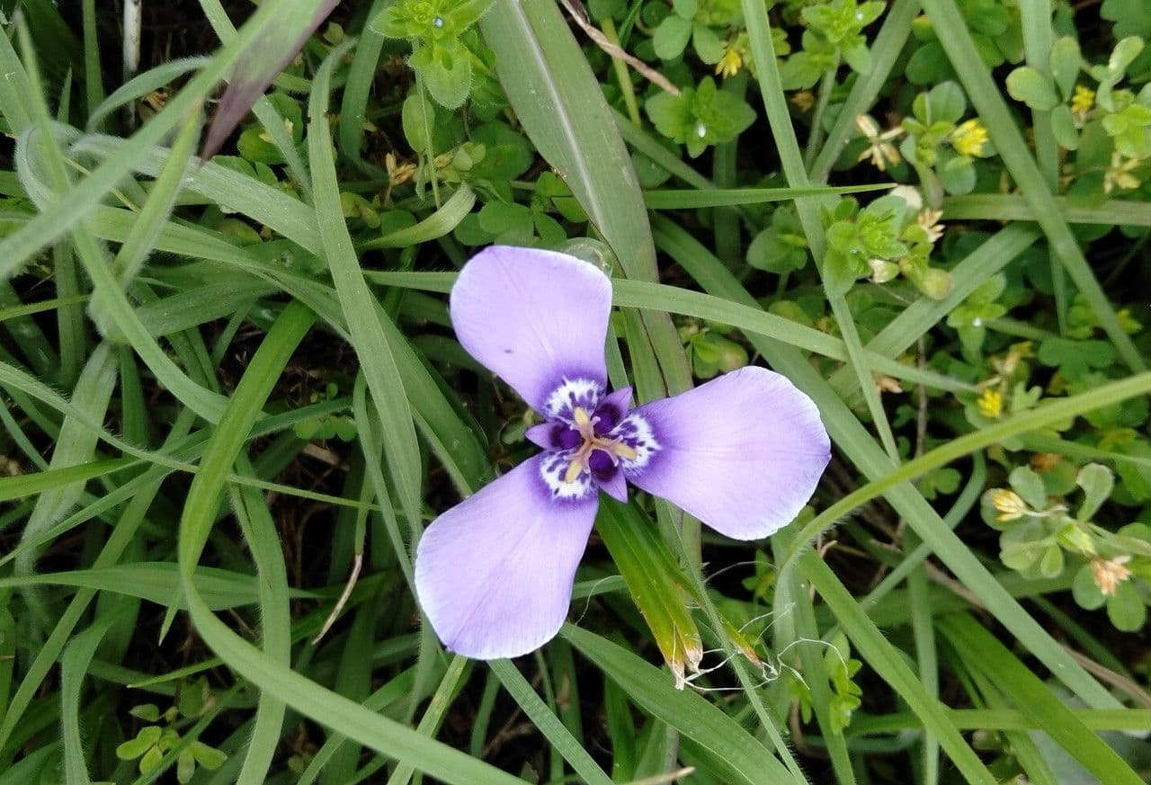 Herbertia lahue 3