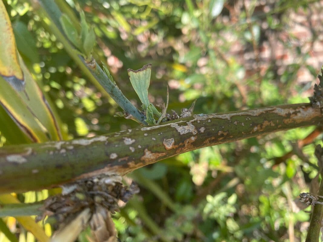 Romneya Coultera 21