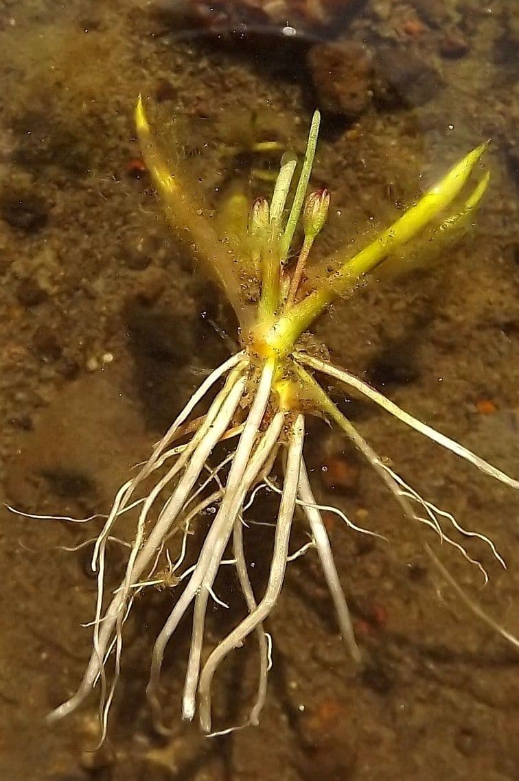 Littorella 3