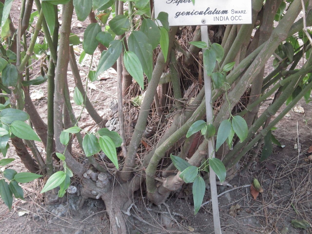 Baum-Pfeffer 15