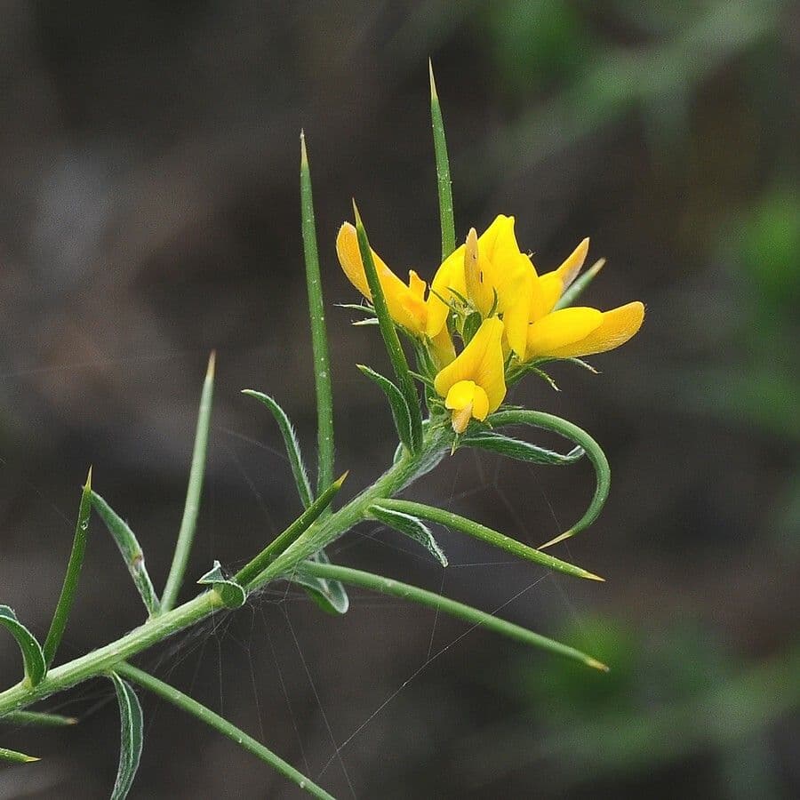 Ginestra irta 5