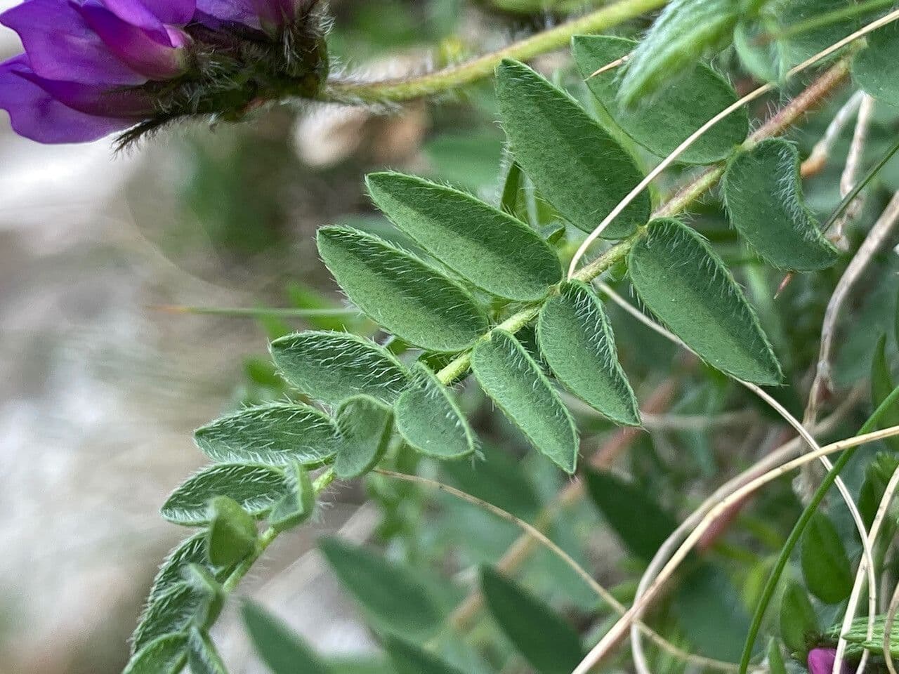 Oxitropis 16