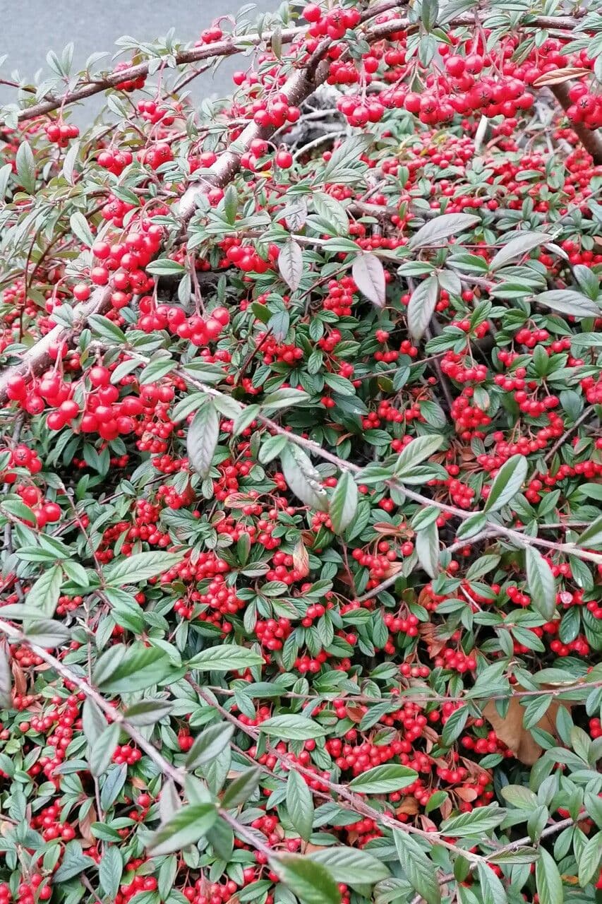 Cotoneaster glabre 6
