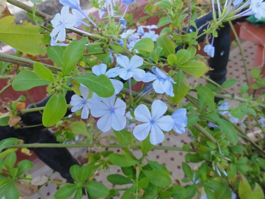 Plumbago auriculata 27