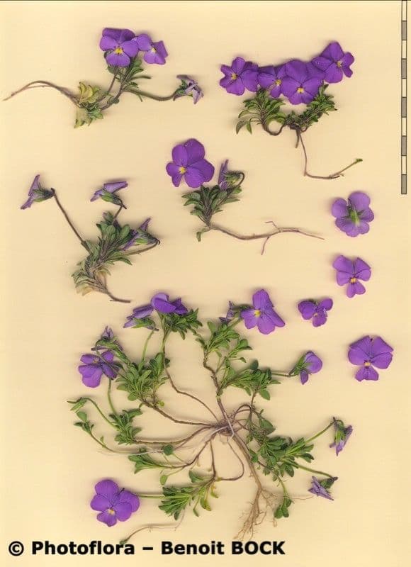 Viola 18