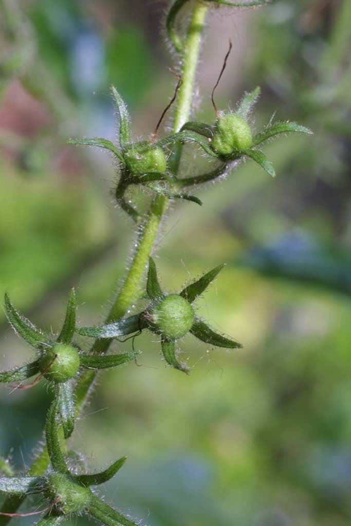 Phacelia bipinnatifida