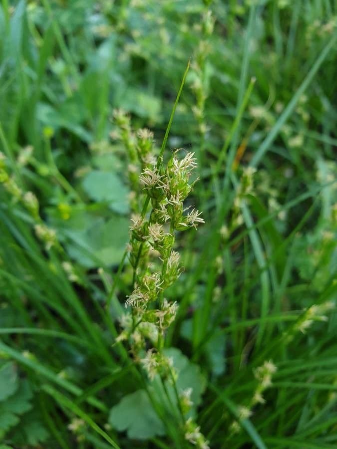 Fuchs-Segge 8
