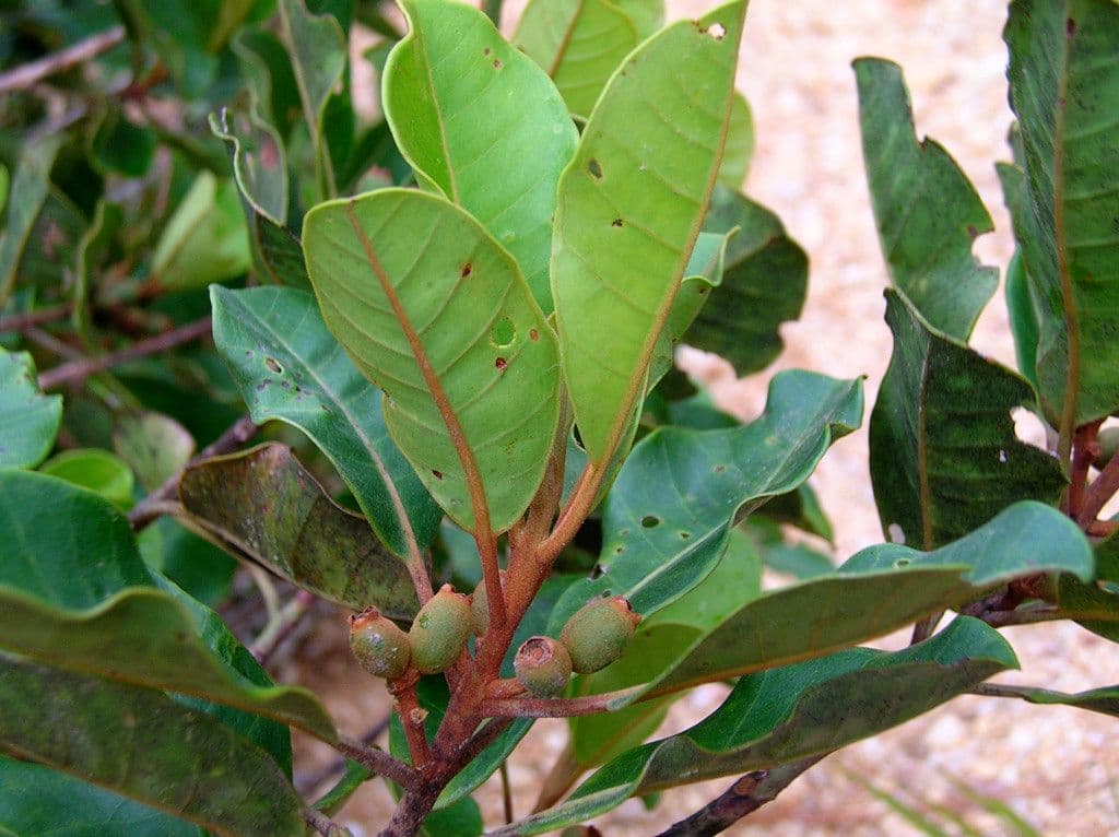 Kanakomyrtus 4