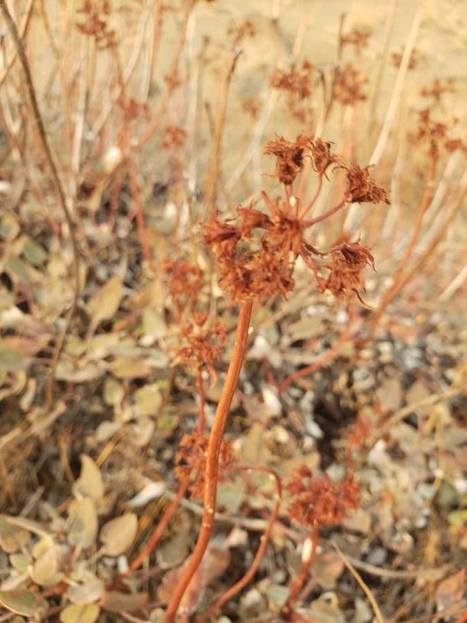 Eriogonum 5