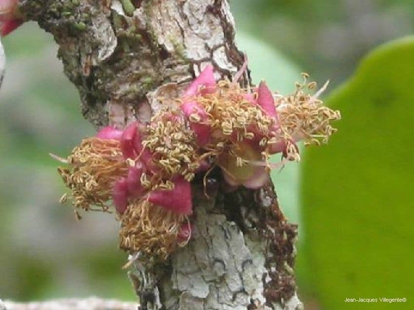 Eugenia 2
