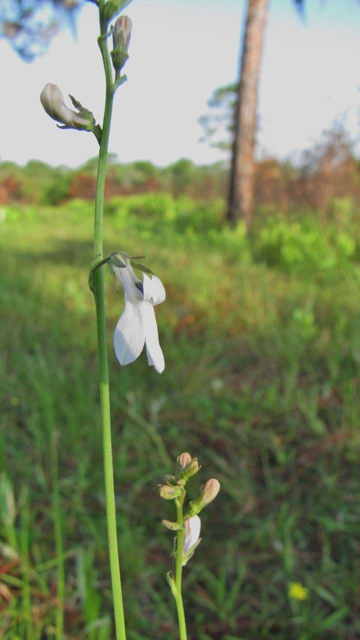 Lobelia delle paludi 2