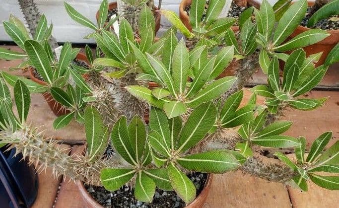 Pachypodium