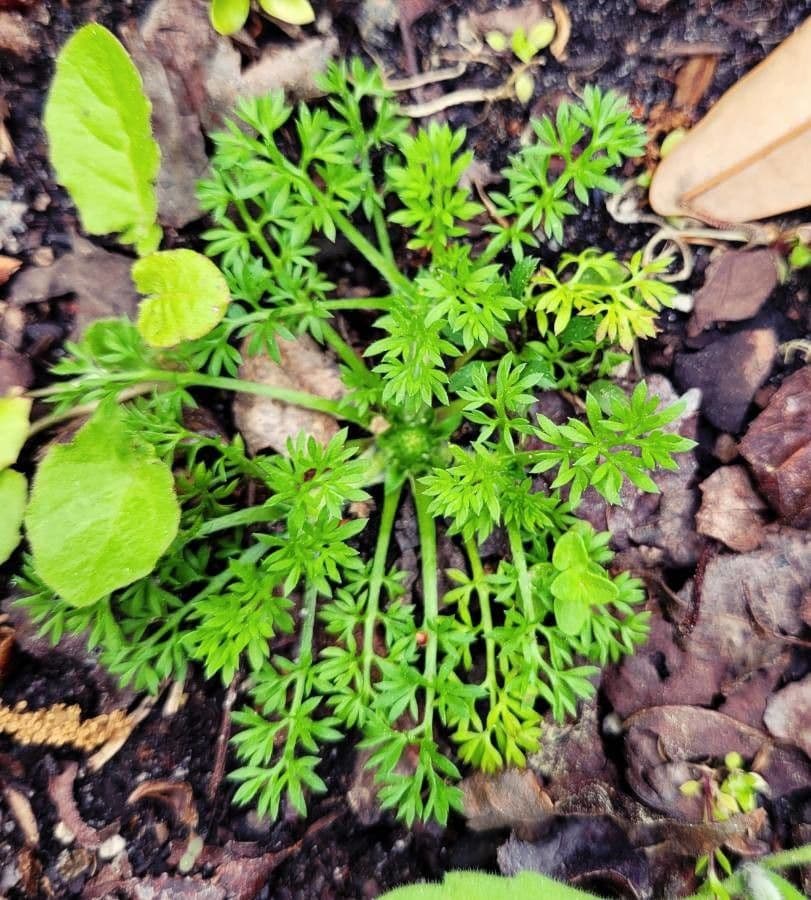 Soliva sessilis 12