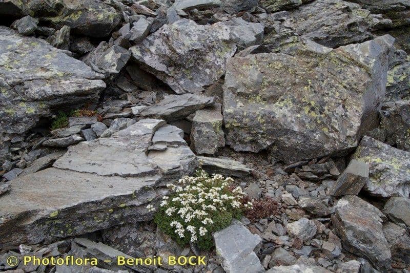Geranienblättrige Steinbrech 23
