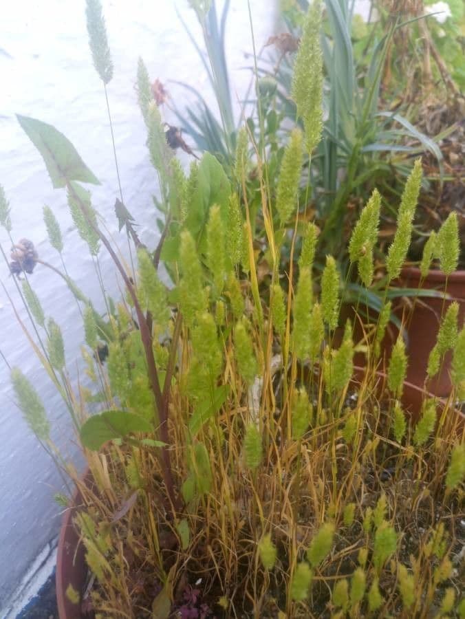 Codolina delle spiagge 17