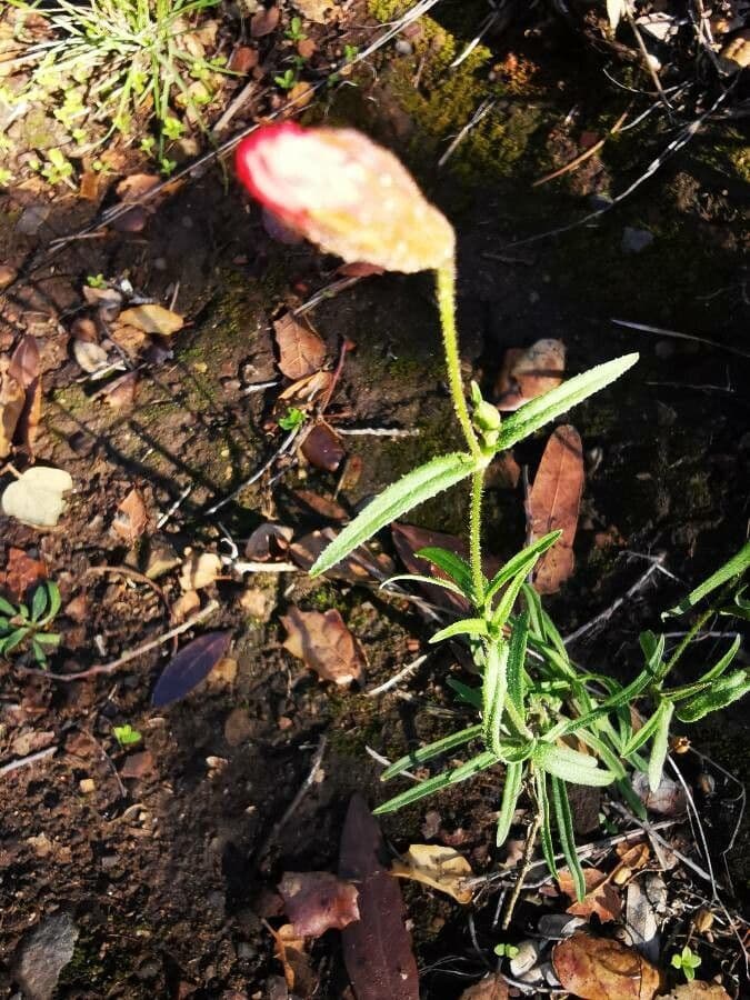 Silene laciniata 15
