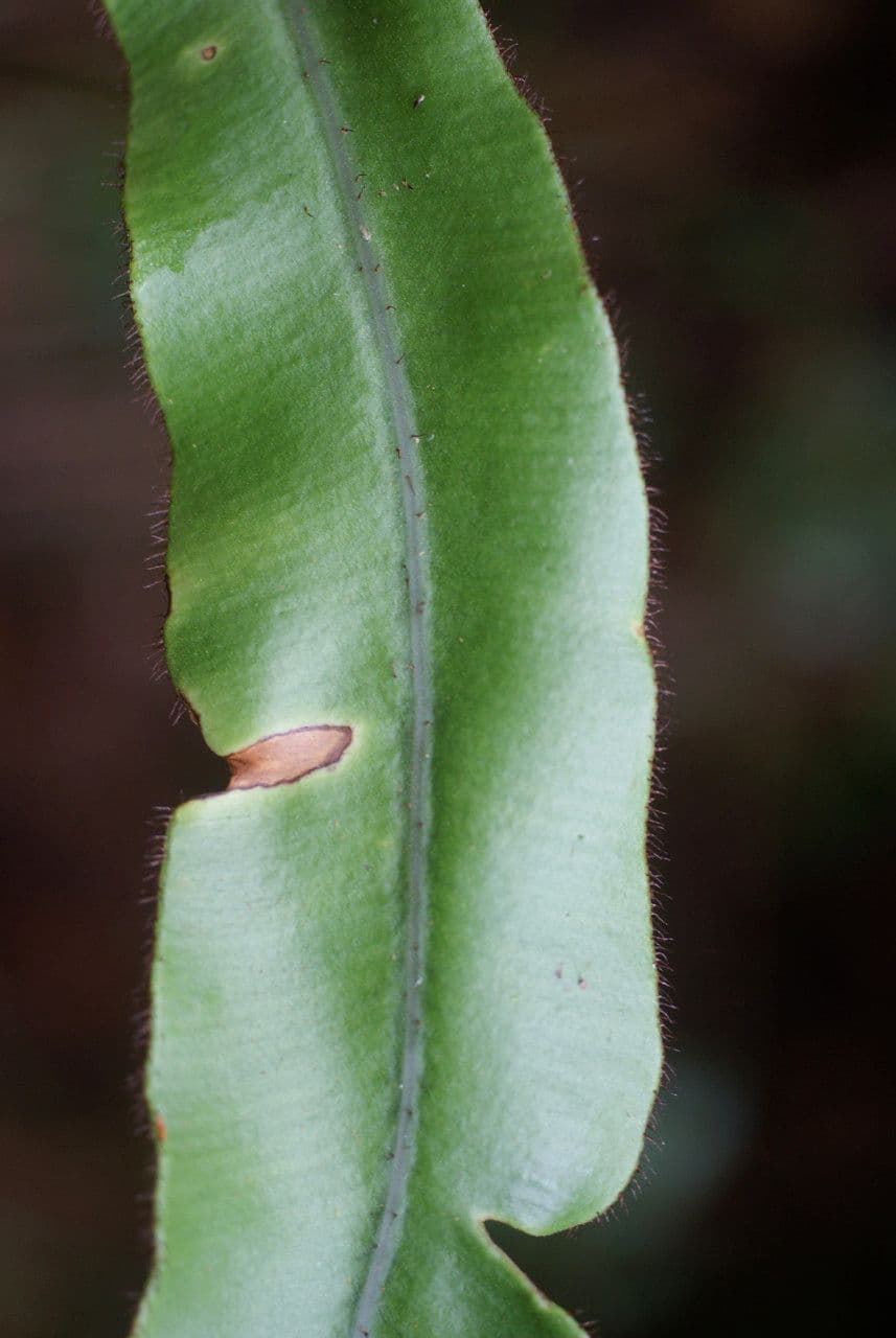 Elaphoglossum 6