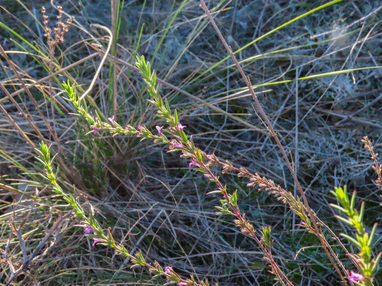 Micromeria greca 7