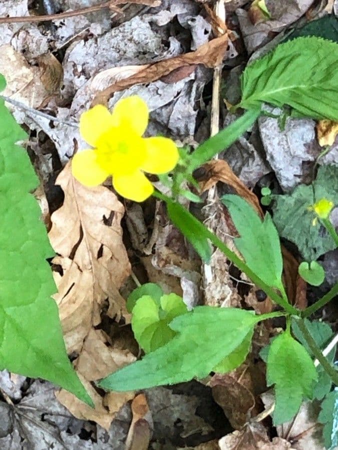 Ranunculus hispidus