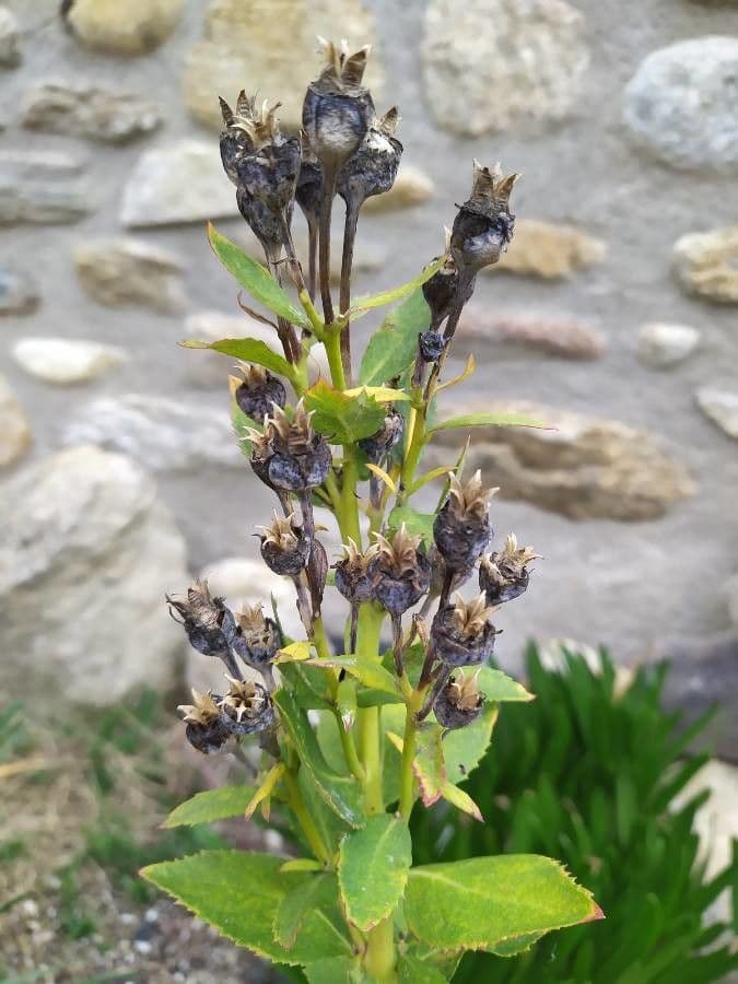 Platycodon à grandes fleurs 3