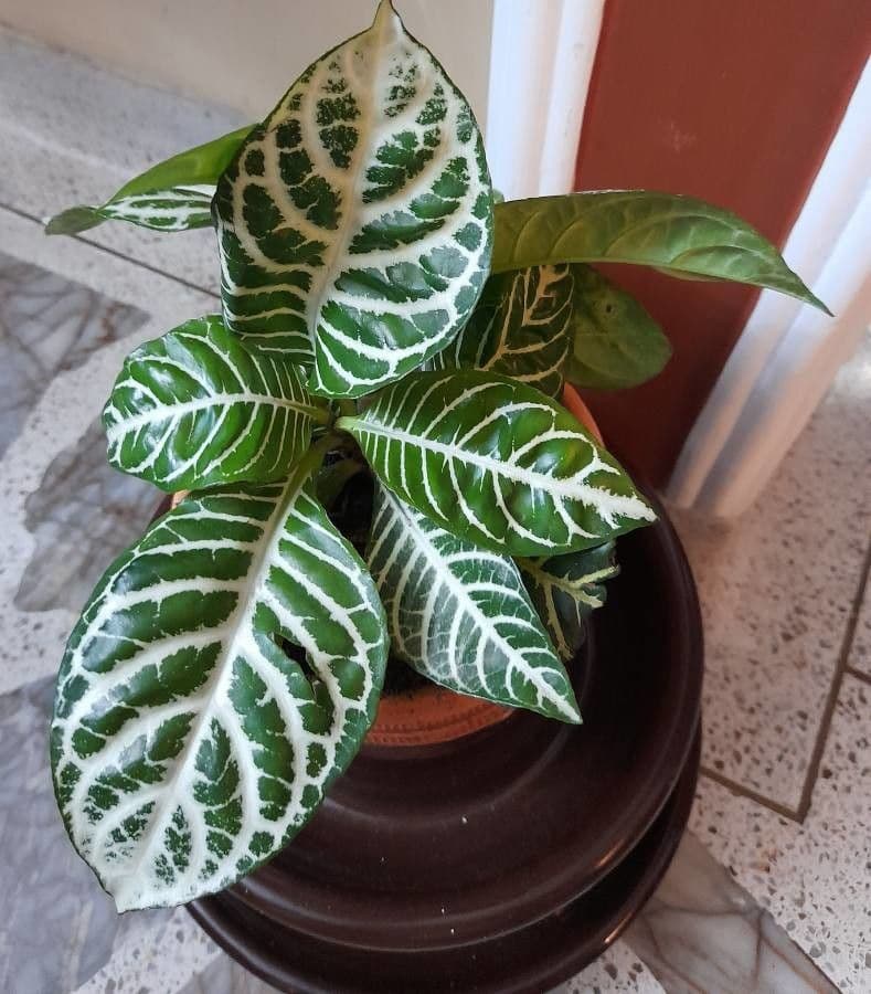 Aphelandra 14