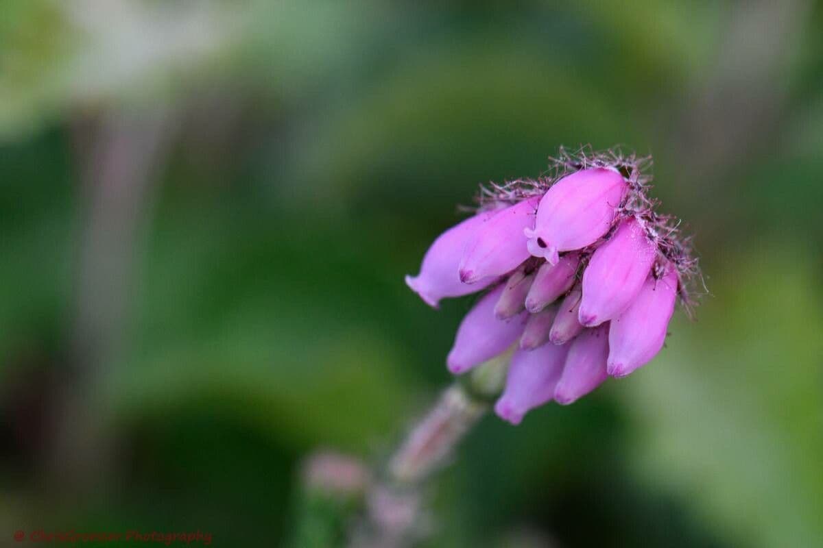 Glocken-Heide 7