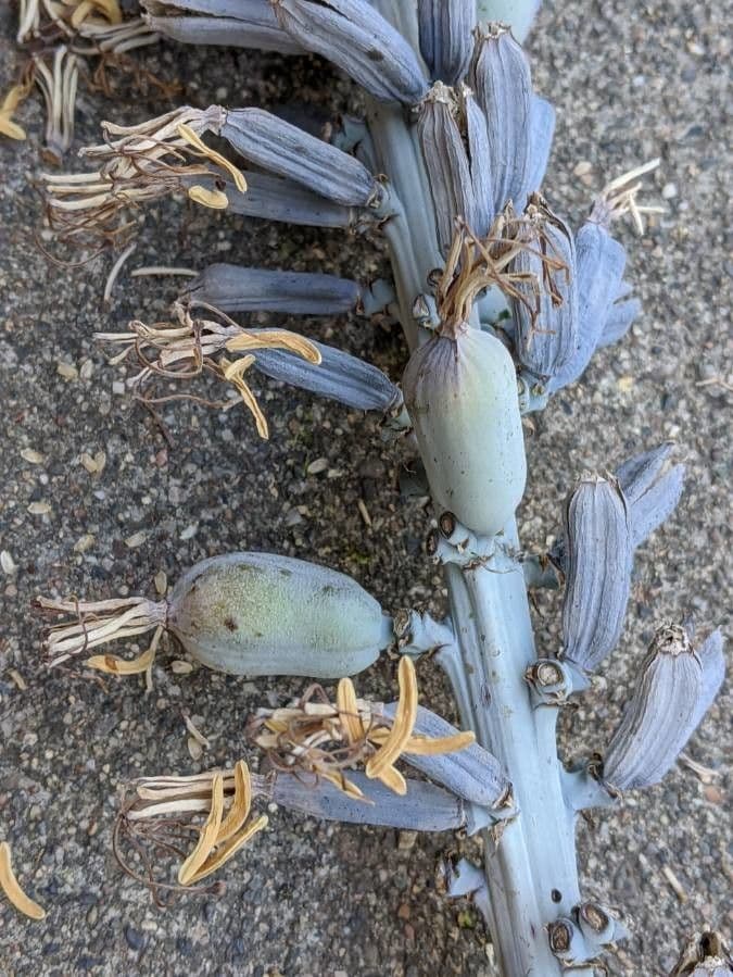 Agave lechuguilla