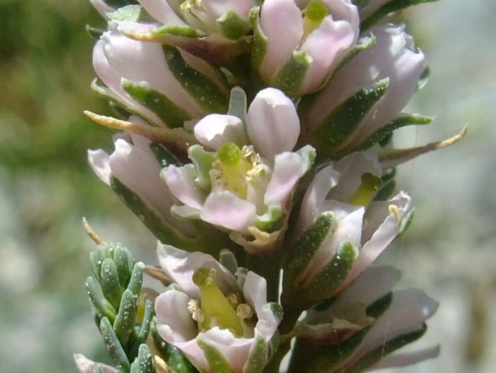 Miricaria germanica 10