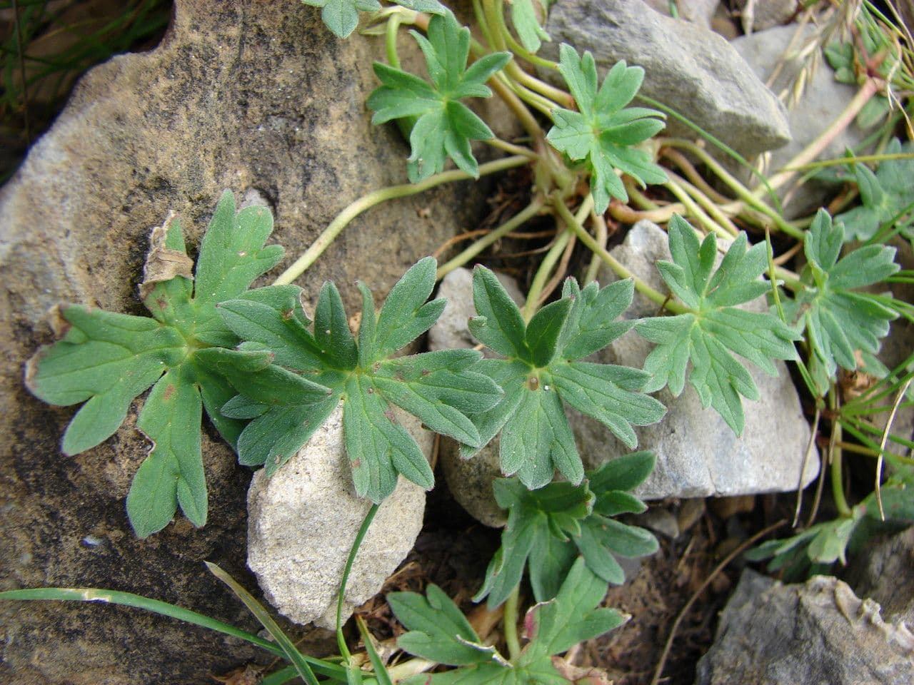 Grauer Storchschnabel 23