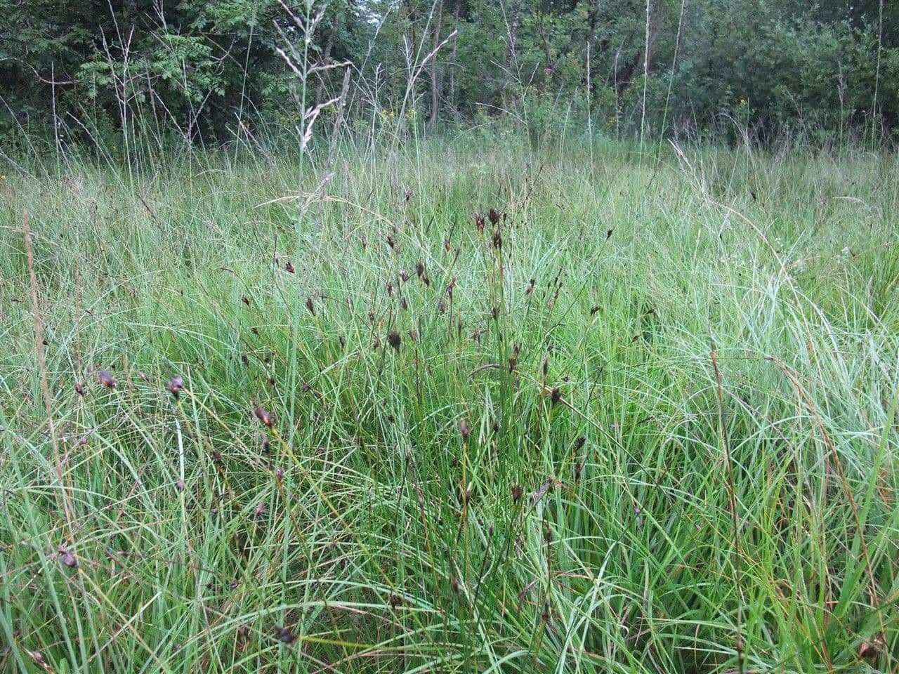 Rincoespora parda 13