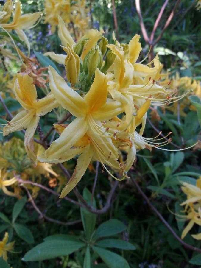 Azalea dolce 3