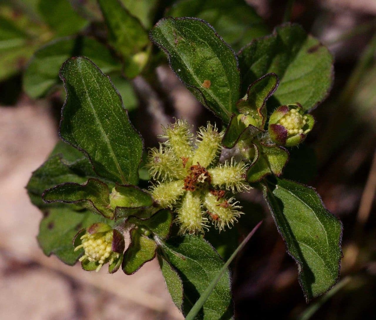 Acanthospermum australe 6