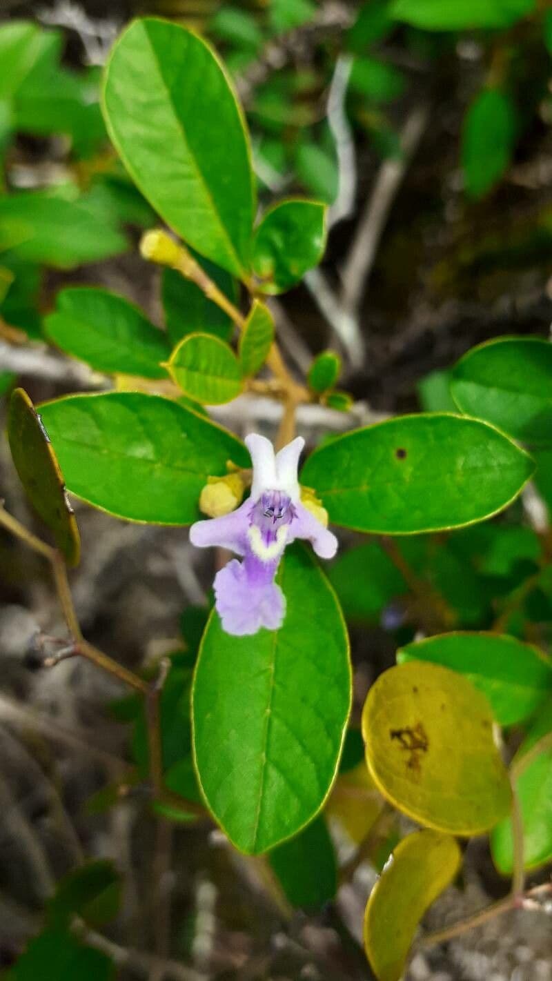 Vitex megapotamica 8