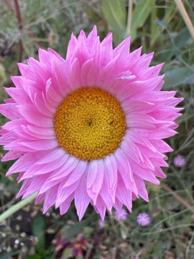 Sonnenstrahl 5