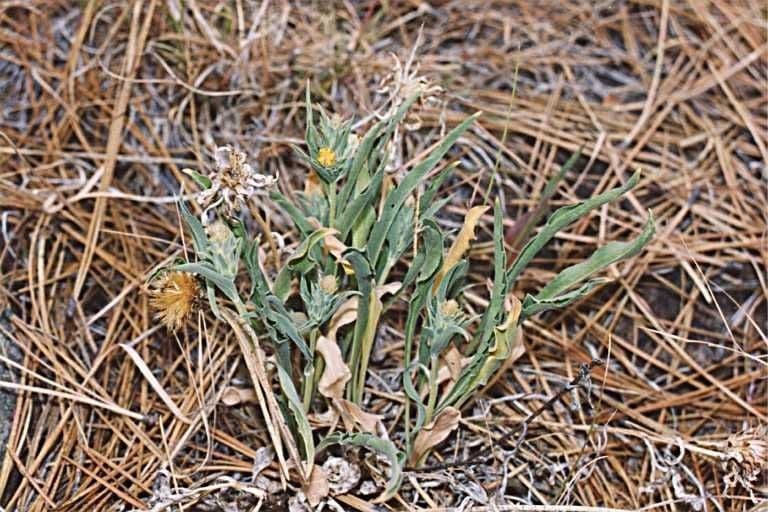 Pyrrocoma carthamoides 3