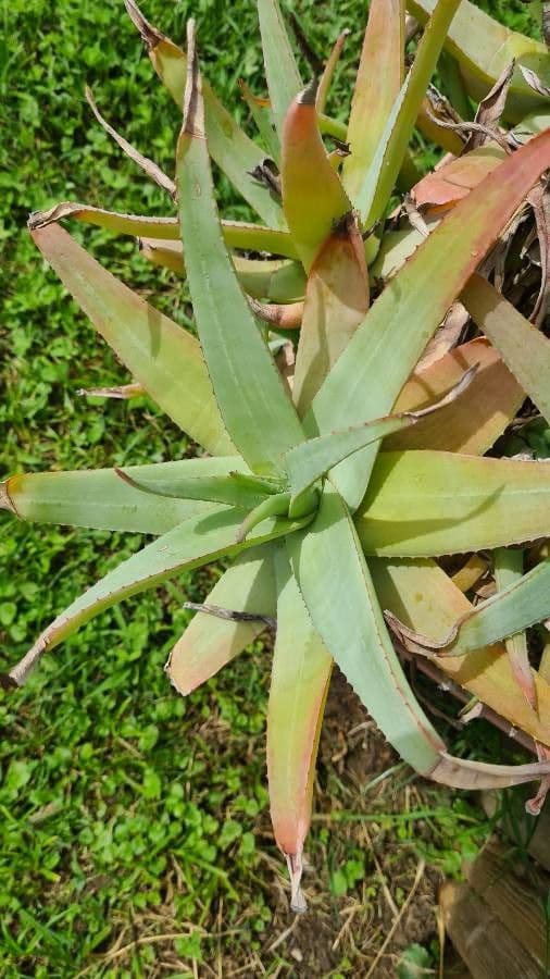 Aloe