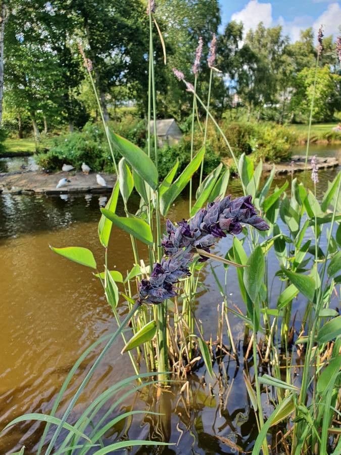 Thalia dealbata 2