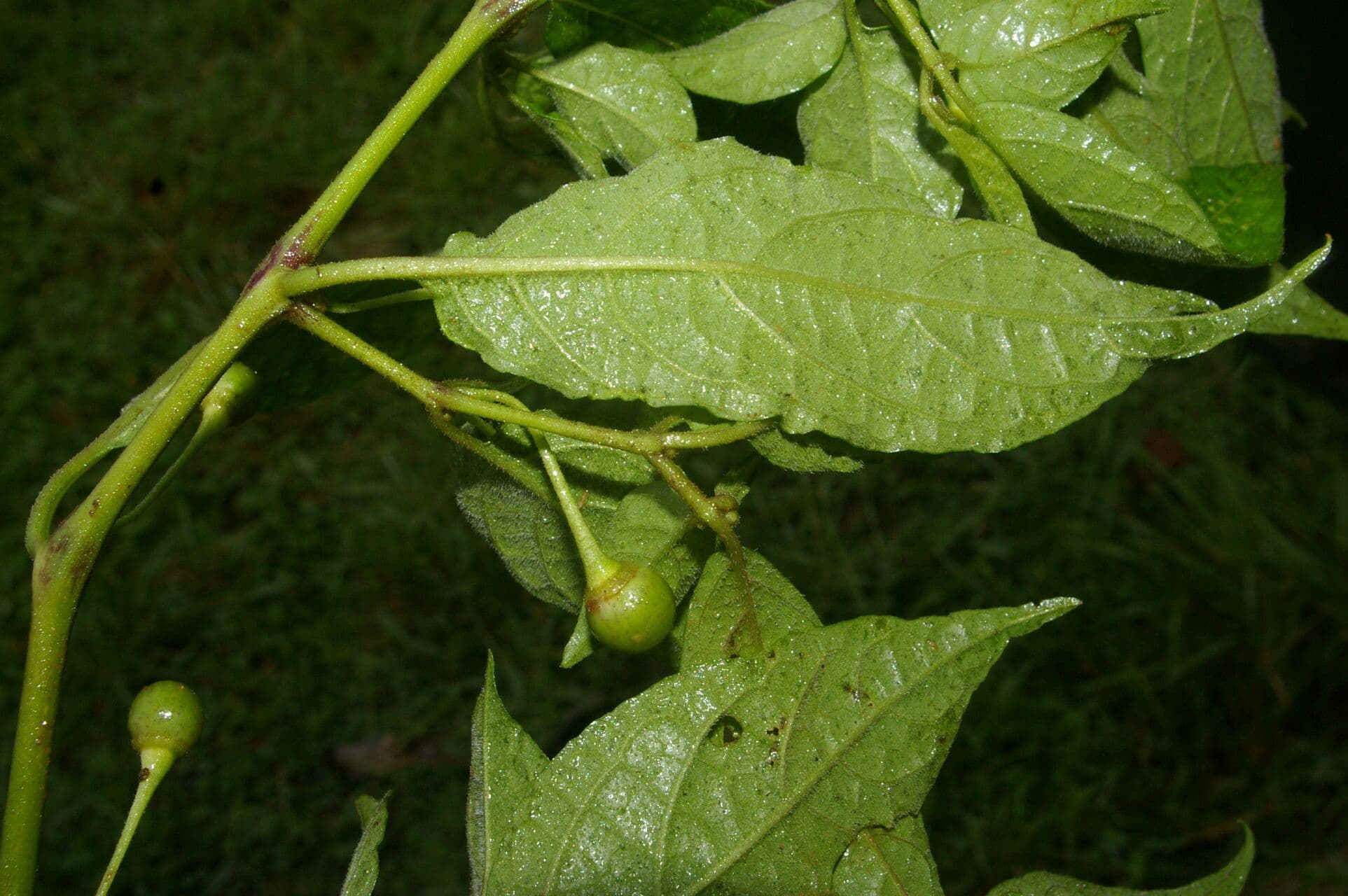 Witheringia 2